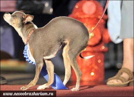 A legijesztőbb kutya a világon