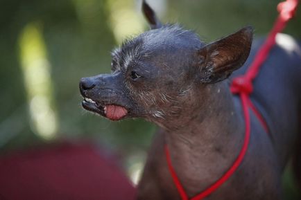 A legrondább és a legrosszabb kutya a világon