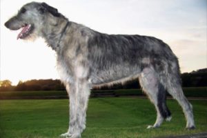 A legdrágább kutyafajták a világon - az első 10, az ár és fotók