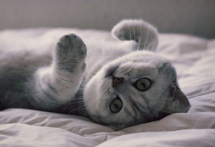 A legszebb fajta macskák a világ fotók és leírások, helyén „bögre”