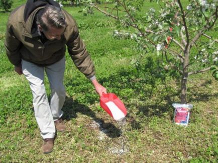 A gyümölcsfa csemeték, amikor jobb a növény tavasszal vagy ősszel, mint a takarmány