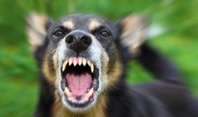 Tünetei veszettség után kutya harap