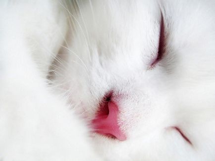 Tünetei és kezelése bőrbetegségek macskák