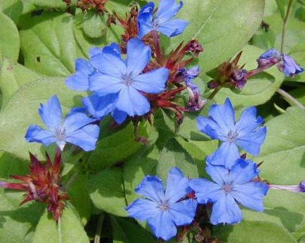 Kék és kék virágok