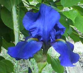 Kék és kék virágok