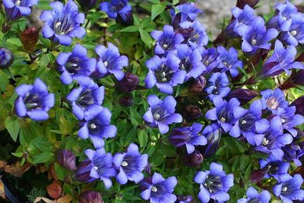Kék virág - fotók