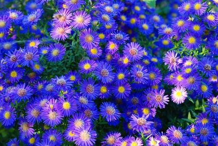 Kék virág - fotók