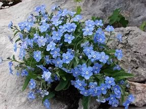 Kék virágok cím, leírás és fotó, Virágbolt Consulting