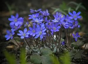 Kék virágok cím, leírás és fotó, Virágbolt Consulting