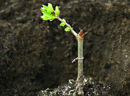 Lilac (Kép) elhagyása és leszállás, hogyan kell kiválasztani az anyagot az ültetés