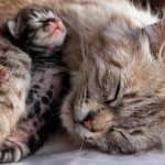 Mennyi ideig tart a terhesség macska, macskaféle szülés