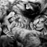 Mennyi ideig tart a terhesség macska, macskaféle szülés