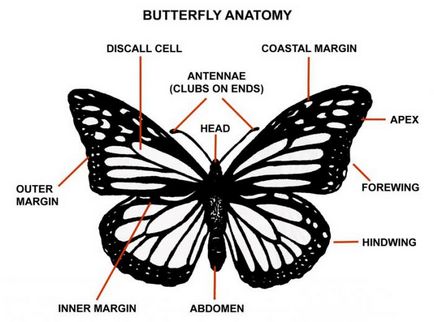 Hány pár pillangó szárnya, mint a szárnyak egy pillangó