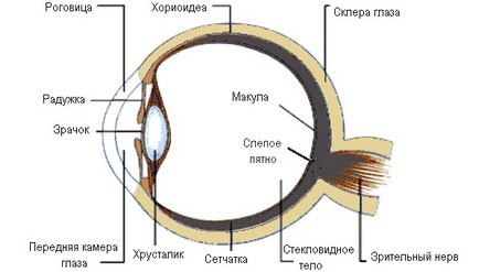 Holttér a szem - a szerkezet és a funkció, a diagnózis és a betegség - site - Moszkva Szemészet