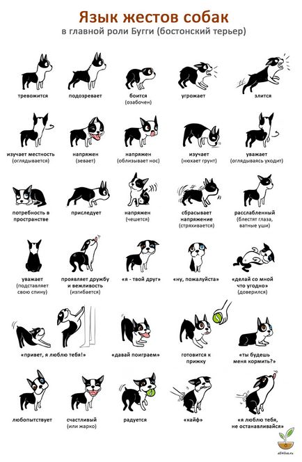 Kutya nyelvi szótár