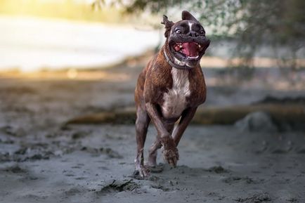 Kutya boxer standard leírása és a fajta jellemzői