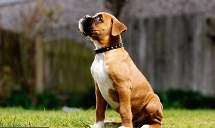 Kutya boxer standard leírása és a fajta jellemzői