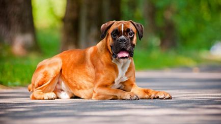 Kutya boxer standard leírása és a fajta jellemzői