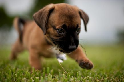 Kutya boxer standard leírása és a fajta jellemzői