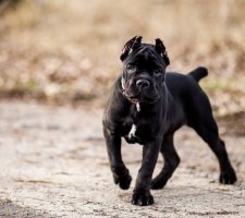 Cane Corso kutyafajta leírás, fotók, árak kölykök vélemények