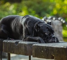 Cane Corso kutyafajta leírás, fotók, árak kölykök vélemények (a kölykök ár) Cane Corso kutyafajta leírás, fotók, árak kölykök vélemények