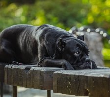 Cane Corso kutyafajta leírás, fotók, árak kölykök vélemények