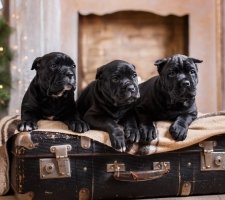 Cane Corso kutyafajta leírás, fotók, árak kölykök vélemények