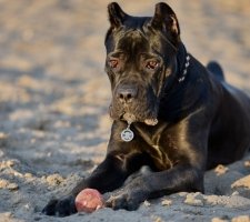 Cane Corso kutyafajta leírás, fotók, árak kölykök vélemények