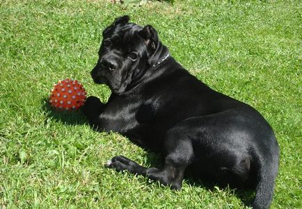 Kutya lovak Corsa (55 fotó), amely tartalom egy magánházban, fajta leírás, macska-vissza, a Cane