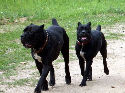 Kutya lovak Corsa (55 fotó), amely tartalom egy magánházban, fajta leírás, macska-vissza, a Cane