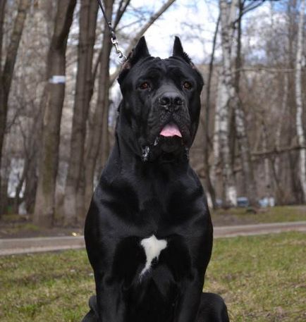 Kutya lovak Corsa (55 fotó), amely tartalom egy magánházban, fajta leírás, macska-vissza, a Cane