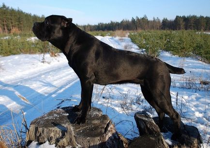 Kutya lovak Corsa (55 fotó), amely tartalom egy magánházban, fajta leírás, macska-vissza, a Cane