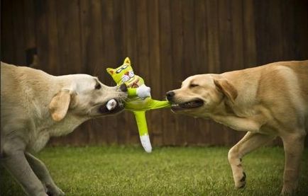 Kutyák harcolni egymás között