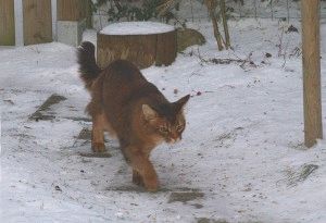 Szomáliai macska - egy leírást a fajta, karakter, fotó, ár, helyén „bögre”