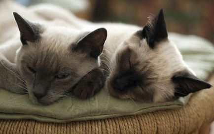 Macskák aludni, vagy ha a macska szeret aludni, sonmir