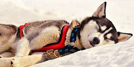 Álomértelmezés haldokló kutya milyen kutya álmodik haldokló álmában