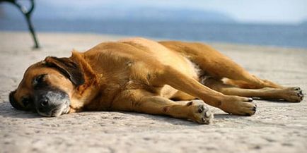 Álomértelmezés haldokló kutya milyen kutya álmodik haldokló álmában
