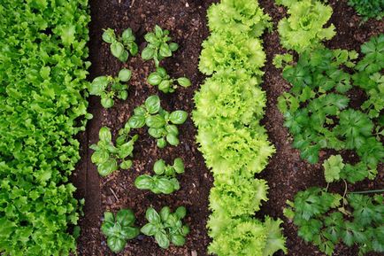 Összeegyeztethetősége növények a kertben részletes lista
