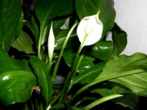 Spathiphyllum ápolási otthon átadása és reprodukciós