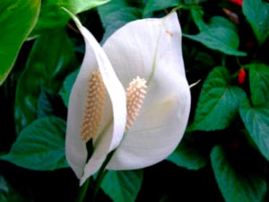 Spathiphyllum ápolási otthon átadása és reprodukciós