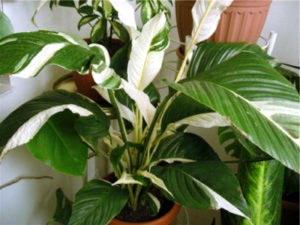 Spathiphyllum ápolási otthon átadása és reprodukciós