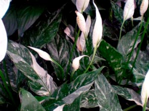 Spathiphyllum ápolási otthon átadása és reprodukciós