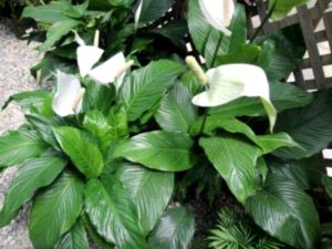 Spathiphyllum ápolási otthon átadása és reprodukciós