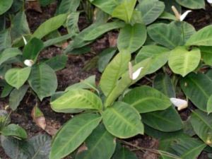 Spathiphyllum ápolási otthon átadása és reprodukciós