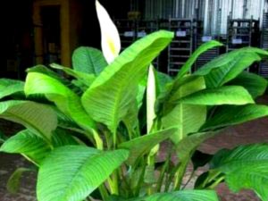 Spathiphyllum ápolási otthon átadása és reprodukciós