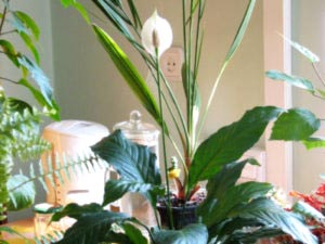 Spathiphyllum ápolási otthon átadása és reprodukciós