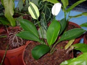 Spathiphyllum ápolási otthon átadása és reprodukciós