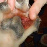 Aureus kutyák tünetei és kezelése kutyák, fotók, hogyan kell kezelni a fertőző az emberre, akár nem, a