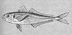 Makréla - jelentése (Scombridae oldalán feküdjön) Makréla - az