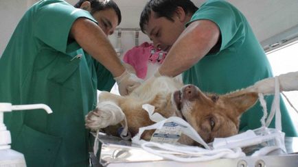 Sterilizálása kutyák, ha kész, hogy mennyibe kerül, előnyei és hátrányai, „hogy mancs”